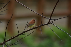 Emberiza rutila