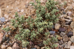 Anabasis brevifolia