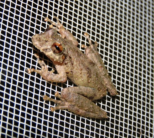 Henle's Snouted Treefrog