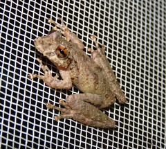 Scinax nebulosus