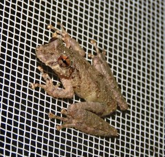 Scinax nebulosus