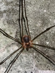 Amilenus aurantiacus