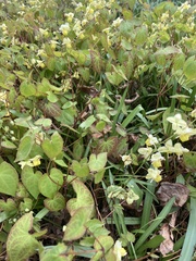 Epimedium × versicolor