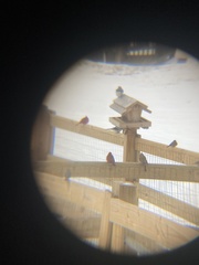 Cardinalis cardinalis