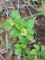 Acanthospermum australe