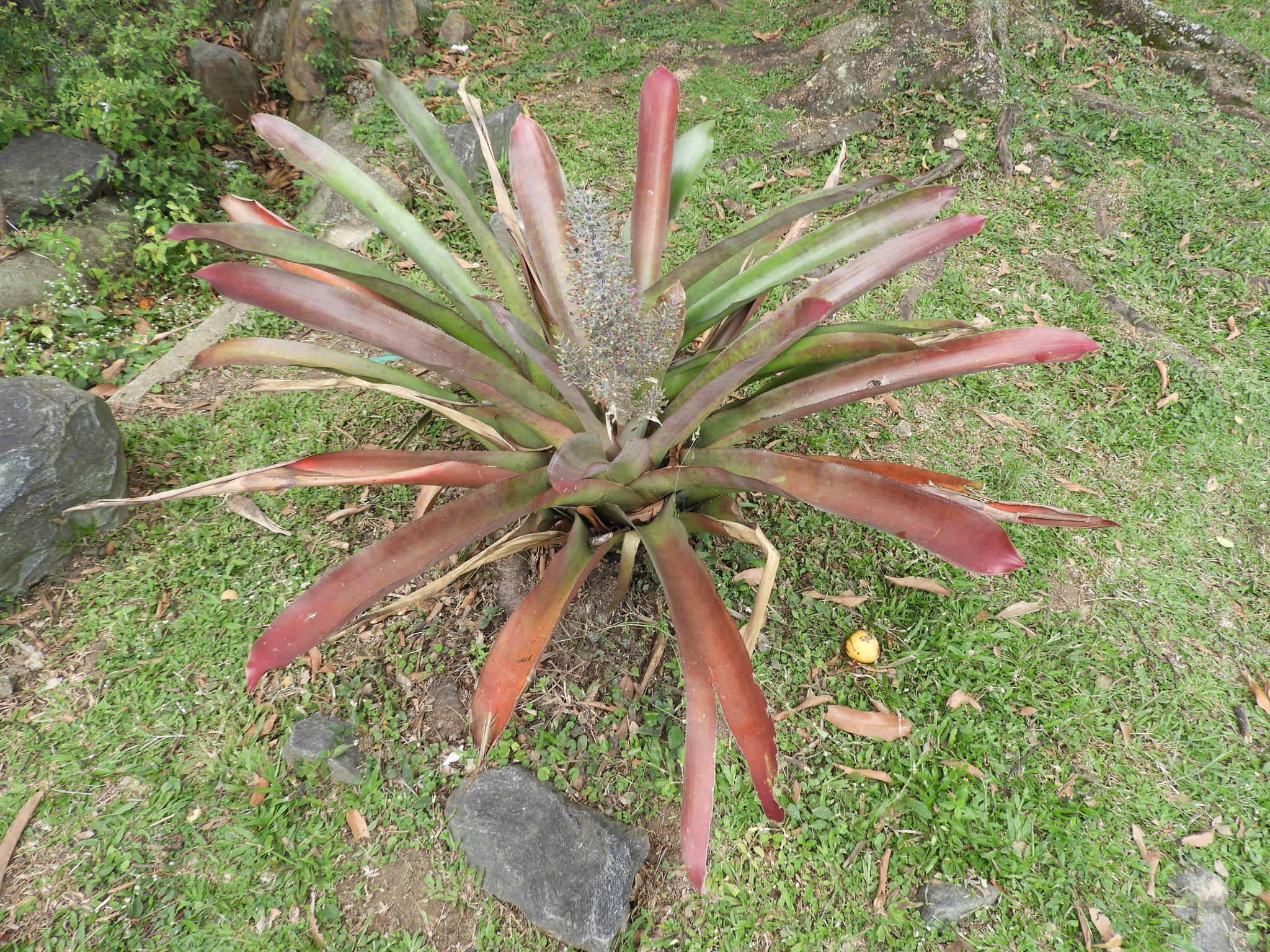 Aechmea lueddemanniana · iNaturalist