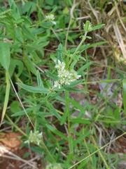Agathisanthemum bojeri