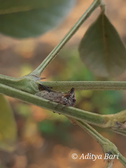 Oxyrhachis