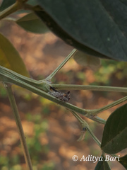 Oxyrhachis
