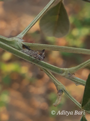 Oxyrhachis