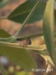 Oxyrhachis
