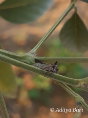 Oxyrhachis