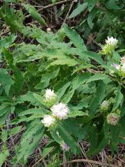 Baccharoides adoensis