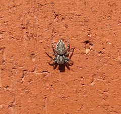 Menemerus semilimbatus