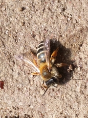 Andrena gravida