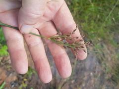 Bulbostylis hispidula pyriformis