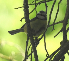Cyanistes caeruleus
