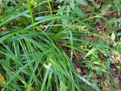 Carex spicatopaniculata