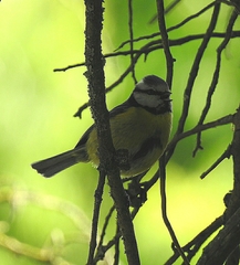 Cyanistes caeruleus