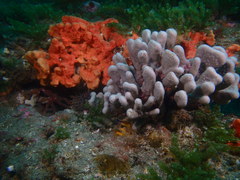 Desmacidon mamillatum