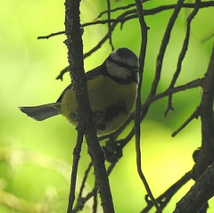 Cyanistes caeruleus