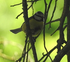 Cyanistes caeruleus