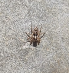 Menemerus semilimbatus