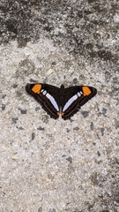 Adelpha iphicleola