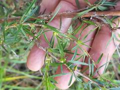 Cliffortia strobilifera