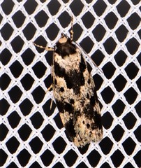 Barea confusella