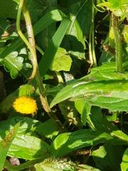 Crassocephalum picridifolium