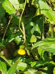 Crassocephalum picridifolium