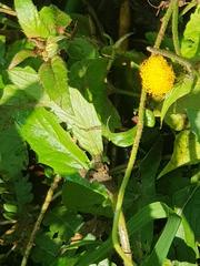 Crassocephalum picridifolium