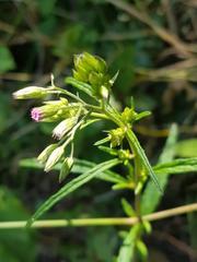 Cyanthillium vernonioides