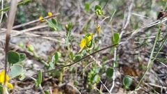 Coronilla scorpioides