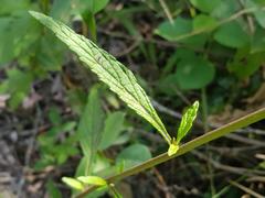 Cyanthillium vernonioides