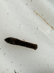 Continenticola