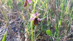 Ophrys bertolonii flavicans