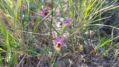 Ophrys bertolonii flavicans