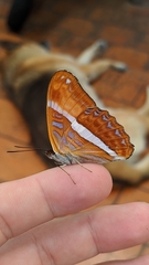 Adelpha iphicleola