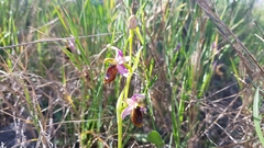 Ophrys bertolonii flavicans