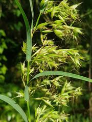 Hyparrhenia variabilis