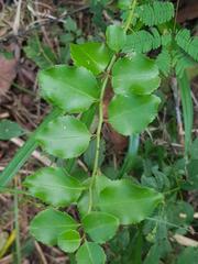Dovyalis rhamnoides