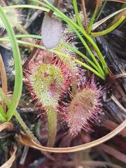 Drosera collinsiae