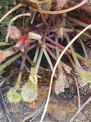 Drosera collinsiae