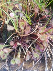 Drosera collinsiae