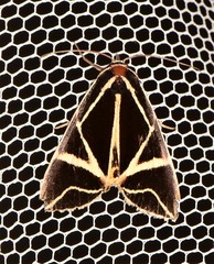 Agamana sarmentosa