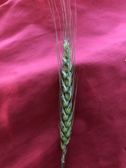 Triticum aestivum