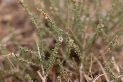 Reaumuria songarica