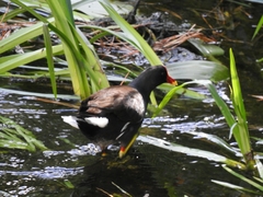 Gallinula chloropus